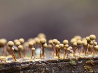 Cribraria aurantiaca 24, Goudgeel lantaarntje, Saxifraga-Luuk Vermeer