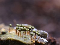 Cribraria aurantiaca 25, Goudgeel lantaarntje, Saxifraga-Luuk Vermeer