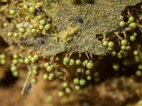 Cribraria aurantiaca 3, Goudgeel lantaarntje, Saxifraga-Luuk Vermeer