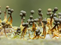 Cribraria aurantiaca 4, Goudgeel lantaarntje, Saxifraga-Luuk Vermeer