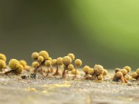 Cribraria aurantiaca 5, Goudgeel lantaarntje, Saxifraga-Luuk Vermeer