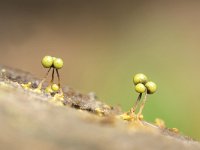 Cribraria aurantiaca 6, Goudgeel lantaarntje, Saxifraga-Luuk Vermeer