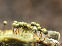 Cribraria aurantiaca 8, Goudgeel lantaarntje, Saxifraga-Luuk Vermeer