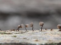 Cribraria piriformis 5, Peervormig lantaarntje, Saxifraga-Luuk Vermeer