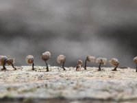 Cribraria piriformis 6, Peervormig lantaarntje, Saxifraga-Luuk Vermeer