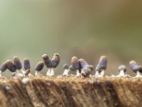 Diachea leucopodia 13, Witpootglinsterkopje, Saxifraga-Luuk Vermeer