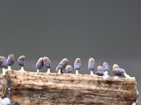 Diachea leucopodia 5, Witpootglinsterkopje, Saxifraga-Luuk Vermeer