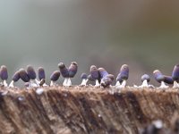 Diachea leucopodia 8, Witpootglinsterkopje, Saxifraga-Luuk Vermeer