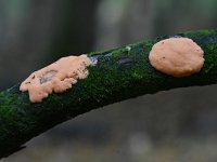 Dictydiaethalium plumbeum 2, Loodkleurig netplaatje, Saxifraga-Luuk Vermeer