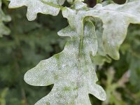 Oak powdery mildew (Erysiphe alphitoides) on leaf of Common oak (Quercus robur)  Oak powdery mildew (Erysiphe alphitoides) on leaf of Common oak (Quercus robur) : oak powdery mildew, powdery mildew, mildew, Erysiphe alphitoides, white, powder, leaf, Common oak, oak, Quercus robur, quercus, disease, severe, nature, natural, summer, summertime, outside, outdoor, outdoors, no people, nobody