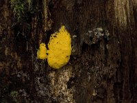 heksenboter  heksenboter in Speulderbos : Fulgio septica