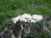 Slime mold; Dog Vomit (Fuligo septica) on stump of tree  Slime mold; Dog Vomit (Fuligo septica) on stump of tree : slime mold, Dog Vomit, Fuligo septica, Myxomycetes, plasmodial, tree stump, stump, wood, white, summer, summertime, outside, outdoors, nobody, no people