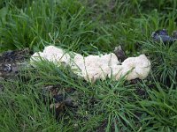 Slime mold; Dog Vomit (Fuligo septica) on stump of tree  Slime mold; Dog Vomit (Fuligo septica) on stump of tree : slime mold, Dog Vomit, Fuligo septica, Myxomycetes, plasmodial, tree stump, stump, wood, white, summer, summertime, outside, outdoors, nobody, no people