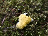 Dog vomit slime mould  Fuligo septica; also named Scrambled egg slime or Flowers of tan : dog vomit, Fuligo septica, Myxomycetes, scrambled egg slime, or flowers of tan, slime mould, white, yellow