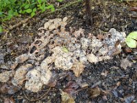 Slime mold Dog Vomit (Fuligo septica) on shreds of wood  Slime mold Dog Vomit (Fuligo septica) on shreds of wood : Slime mold, Dog Vomit, Fuligo septica, Myxomycetes, plasmodial, shred, wood, snippings