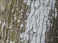 Lichen Haematomma ochroleucum on bark of oak tree  Lichen Haematomma ochroleucum on bark of oak tree : lichen, lichens, Haematomma ochroleucum, greenish, bark, oak, tree, white, nature, natural, outside, outdoor, outdoors, summer, summertime, no people, nobody