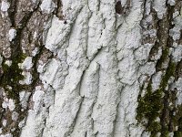 Lichen Haematomma ochroleucum on bark of oak tree  Lichen Haematomma ochroleucum on bark of oak tree : lichen, lichens, Haematomma ochroleucum, greenish, bark, oak, tree, white, nature, natural, outside, outdoor, outdoors, summer, summertime, no people, nobody