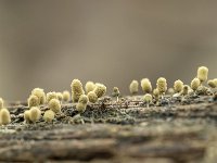 Hemitrichia calyculata 1, Groot langdraadwatje, Saxifraga-Luuk Vermeer