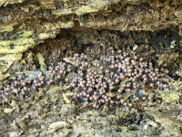 Hemitrichia calyculata 10,Groot langdraadwatje, Saxifraga-Luuk Vermeer