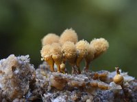 Hemitrichia calyculata 11, Groot langdraadwatje, Saxifraga-Luuk Vermeer