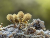 Hemitrichia calyculata 12, Groot langdraadwatje, Saxifraga-Luuk Vermeer