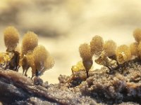 Hemitrichia calyculata 16, Groot langdraadwatje, Saxifraga-Luuk Vermeer