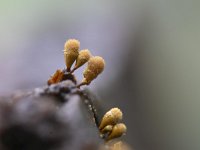 Hemitrichia calyculata 17, Groot langdraadwatje, Saxifraga-Luuk Vermeer