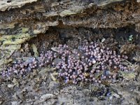 Hemitrichia calyculata 18, Groot langdraadwatje, Saxifraga-Luuk Vermeer