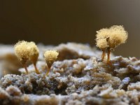 Hemitrichia calyculata 19, Groot langdraadwatje, Saxifraga-Luuk Vermeer