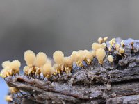 Hemitrichia calyculata 21, Groot langdraadwatje, Saxifraga-Luuk Vermeer