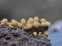 Hemitrichia calyculata 22, Groot langdraadwatje, Saxifraga-Luuk Vermeer