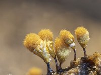 Hemitrichia calyculata 24, Groot langdraadwatje, Saxifraga-Luuk Vermeer