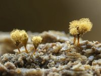 Hemitrichia calyculata 25, Groot langdraadwatje, Saxifraga-Luuk Vermeer