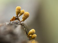 Hemitrichia calyculata 27, Groot langdraadwatje, Saxifraga-Luuk Vermeer