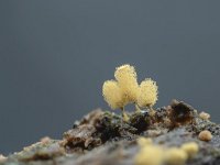 Hemitrichia calyculata 3, Groot langdraadwatje, Saxifraga-Luuk Vermeer