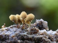 Hemitrichia calyculata 7, Groot langdraadwatje, Saxifraga-Luuk Vermeer