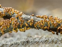 Leocarpus fragilis 1, Glanzend druivenpitje, Saxifraga-Luuk Vermeer