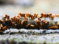 Leocarpus fragilis 11, Glanzend druivenpitje, Saxifraga-Luuk Vermeer