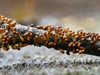 Leocarpus fragilis 13, Glanzend druivenpitje, Saxifraga-Luuk Vermeer