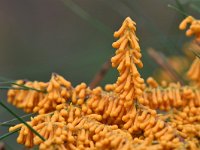 Leocarpus fragilis 5, Glanzend druivenpitje, Saxifraga-Luuk Vermeer