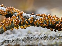 Leocarpus fragilis 8, Glanzend druivenpitje, Saxifraga-Luuk Vermeer