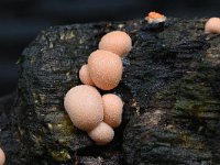 Lycogala epidendrum 10, Boomwrat, Saxifraga-Luuk Vermeer