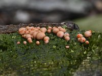 Lycogala epidendrum 11, Boomwrat, Saxifraga-Luuk Vermeer