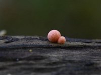 Lycogala epidendrum 13, Boomwrat, Saxifraga-Luuk Vermeer