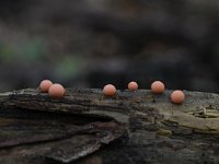 Lycogala epidendrum 14, Boomwrat, Saxifraga-Luuk Vermeer