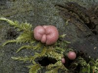 Lycogala epidendrum 15, Boomwrat, Saxifraga-Willem van Kruijsbergen