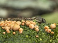 Lycogala epidendrum 3, Boomwrat, Saxifraga-Luuk Vermeer