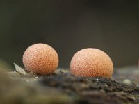 Lycogala epidendrum 5, Boomwrat, Saxifraga-Luuk Vermeer