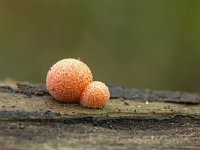 Lycogala epidendrum 6, Boomwrat, Saxifraga-Luuk Vermeer