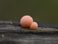 Lycogala epidendrum 7, Boomwrat, Saxifraga-Luuk Vermeer